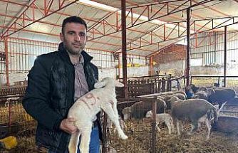 57 yıldır safkan damızlık Karacabey merinosu yetiştiriyorlar, birçok sürüde imzaları var