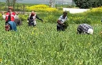 AB tescilli araban sarımsağında yabancı ot temizliği sürüyor