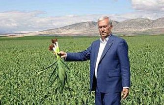 AB tescilli Araban sarımsağında yüksek rekolte ve kaliteli ürün bekleyişi