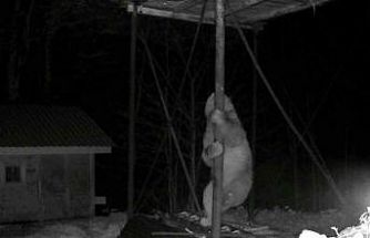 Aç kalan ayı kovanlara ulaşmak için düz demire tırmanmaya çalıştı