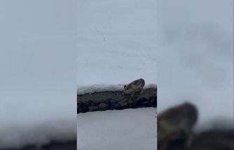 Aç kalan tilkiyi elleriyle besledi