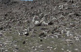 Adilcevaz’da domuzlar çiftçileri bezdirdi