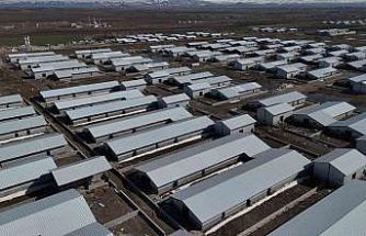 Ağrı’da 307 ahırlık hayvancılık üssü hayata geçiyor