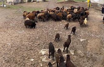 Ağrı’da kuzuların anneleri ile buluşması renkli anlara sahne oldu