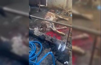 Ahır yandı, 12 büyükbaş hayvan telef oldu