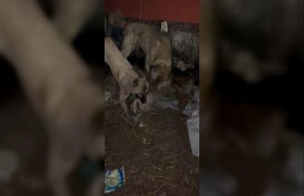 Ahıra girmeye çalışan kurdu kangallar telef etti