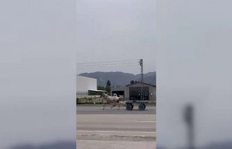 Akan trafikte panik anları: Kaçak at pistte yarışırcasına ilerledi