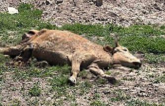 Aksaray’da ölen hayvanlarını araziye atanlara 390 bin lira ceza