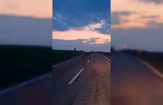 Ankara’da yaban geyiği sürüsü görüldü