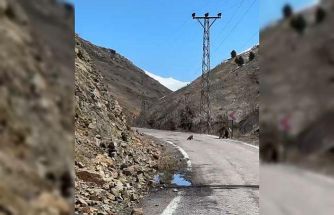 Anne ayı ve yavruları yolda görüntülendi, minik yavrunun çabası gülümsetti