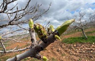 Antep fıstığının sürgün gelişiminde karagöz kurdu ve kabuklu bit riski
