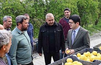 Arsuz’da limon hasadı başladı