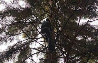 Artvin’de 40 metrelik göknar ağacının tepesine takılan dronu böyle kurtardılar