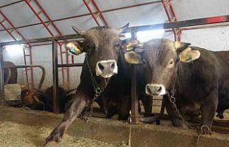 Artvin’de kurbanlıklar pazara çıkmayı bekliyor