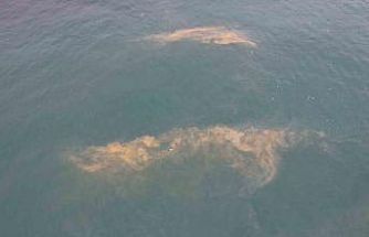 Avcılar kıyılarında tedirgin eden görüntü