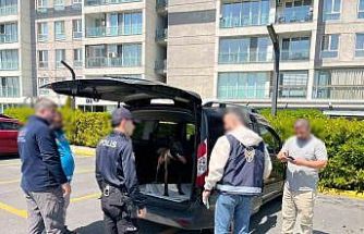 Avcılar’da köpeğe kötü muamelede bulunan şahıs yakalandı