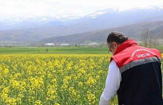 Ayçiçeği ve kuru fasulye tohumları çiftçilere teslim edildi