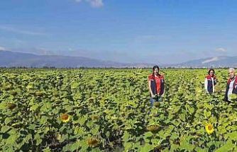 Ayçiçeğinde tohum desteği başladı