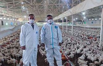 Aydın’da kanatlı üretimi 71 işletmede sürüyor