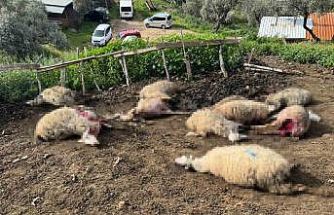 Aydın’da kurt saldırısı vatandaşları tedirgin etti