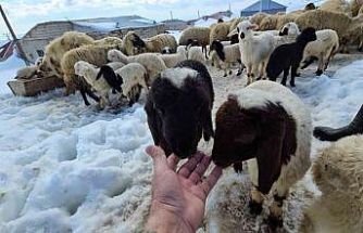 Aydınlar beldesinde iki mevsim bir arada yaşanıyor
