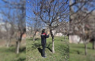 Aydıntepe’de meyve bahçelerinde budama uygulaması sürüyor