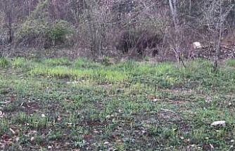 Ayı, domuz ve gelincik fotokapanla görüntülendi