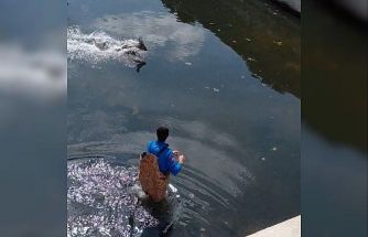 Bafra’da kanala düşen karaca kurtarıldı