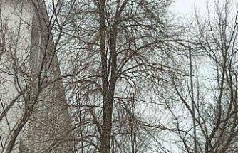 Bahar gelmeden kış geri döndü; Diyadin’e kar sürprizi