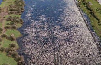 Baharın güzelliği deltada: Su papatyaları ve mandalarıyla ziyaretçilerin ilgi odağı