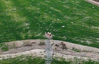 Baharın müjdecisi leylekler Elazığ’ı renklendiriyor