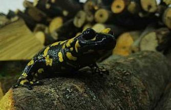 Baharla birlikte Benekli Semenderler çıkmaya başladı; Zarar vermenin bedeli, 557.212 TL