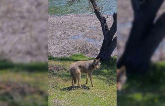 Balık tutmaya giderken kurtla karşılaştılar