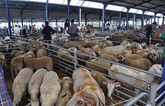 Balıkesir’de Kurban Bayramı öncesi şap alarmı: Hayvan pazarları kapatıldı