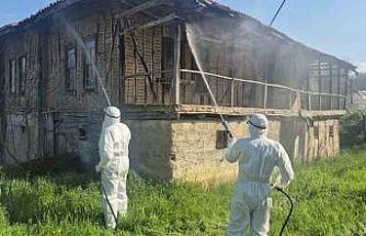 Bartın’da kahverengi kokarca kış uykusunda yok edilecek