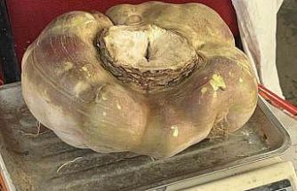 Batman’da dev turp görenleri şaşırttı