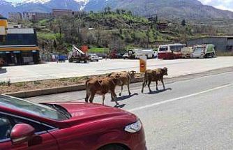 Batman’da yola çıkan büyükbaş hayvanlar sürücülere zor anlar yaşatıyor