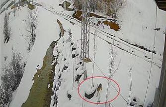 Bayburt’ta nefes kesen kovalamaca: Tavşanın kurdu atlattığı anlar kamerada