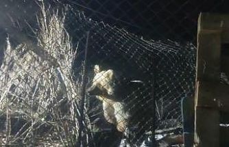 Bayburt’ta şantiye alanına inen ayı vatandaşın sesini duyunca böyle kaçtı