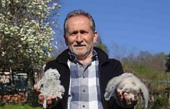 Baykuş ile çiftçinin 20 yıllık dostluğu: Her yıl aynı serendisine yuvalıyor