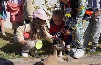 Bilecik Belediyesi Sokak Hayvanları Tedavi ve Rehabilitasyon Merkezi’nde mutlu yaşam