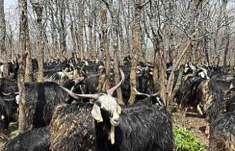 Bingöl’de soğuklar yaylaya çıkışı geciktirdi: Hayvanlar besiye alındı