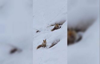 Bingöl’de yuvasında görüntülenen kızıl tilki mest etti