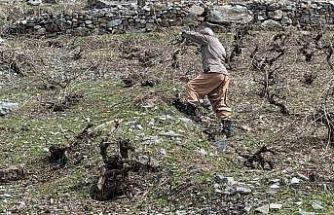 Bir yanda karla mücadele, diğer yanda budama çalışmaları sürüyor