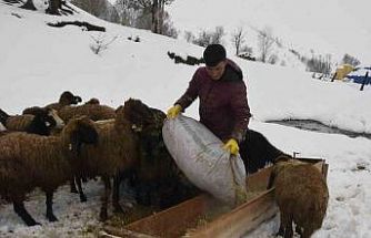 Bitlis’te kış mevsiminin uzaması küçükbaş hayvancılığı vurdu
