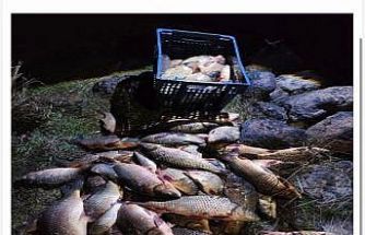 Bolu’da 250 kilo ağırlığındaki 100 canlı sazan balığı kurtarıldı