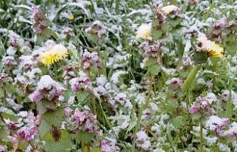 Bolu’da baharda açan çiçekler beyaza büründü