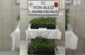 Bozdoğan’da 174 kök kenevir ele geçirildi