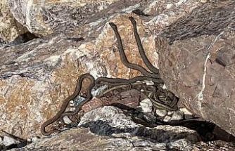 Brezilya’nın ‘Yılan Adası’ değil Yüksekova