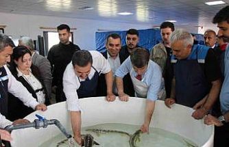 Bu balığın havyarı ’siyah inci’: Karadeniz’e 8 bin adet dağıtılacak, çiple takip edilecek